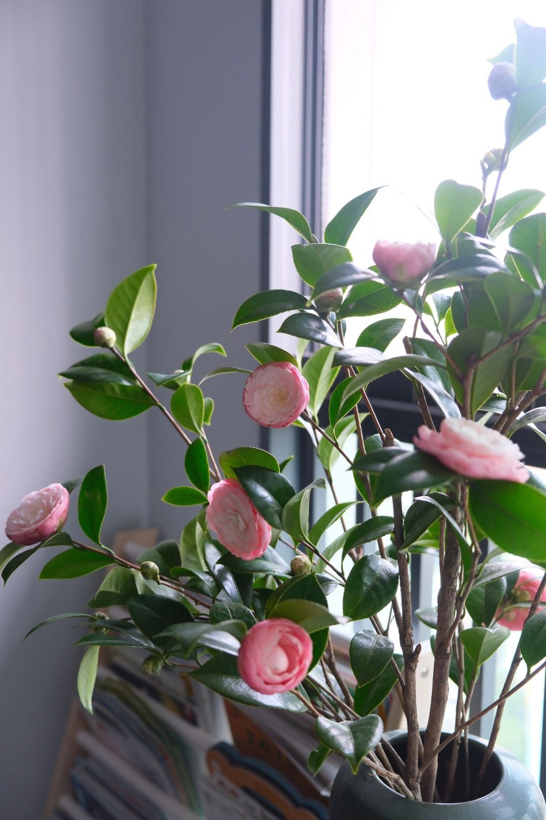 Camellia Japonica Otome Tsubaki｜Japan