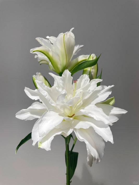 Lilies Double Petals | White 5 Stalks