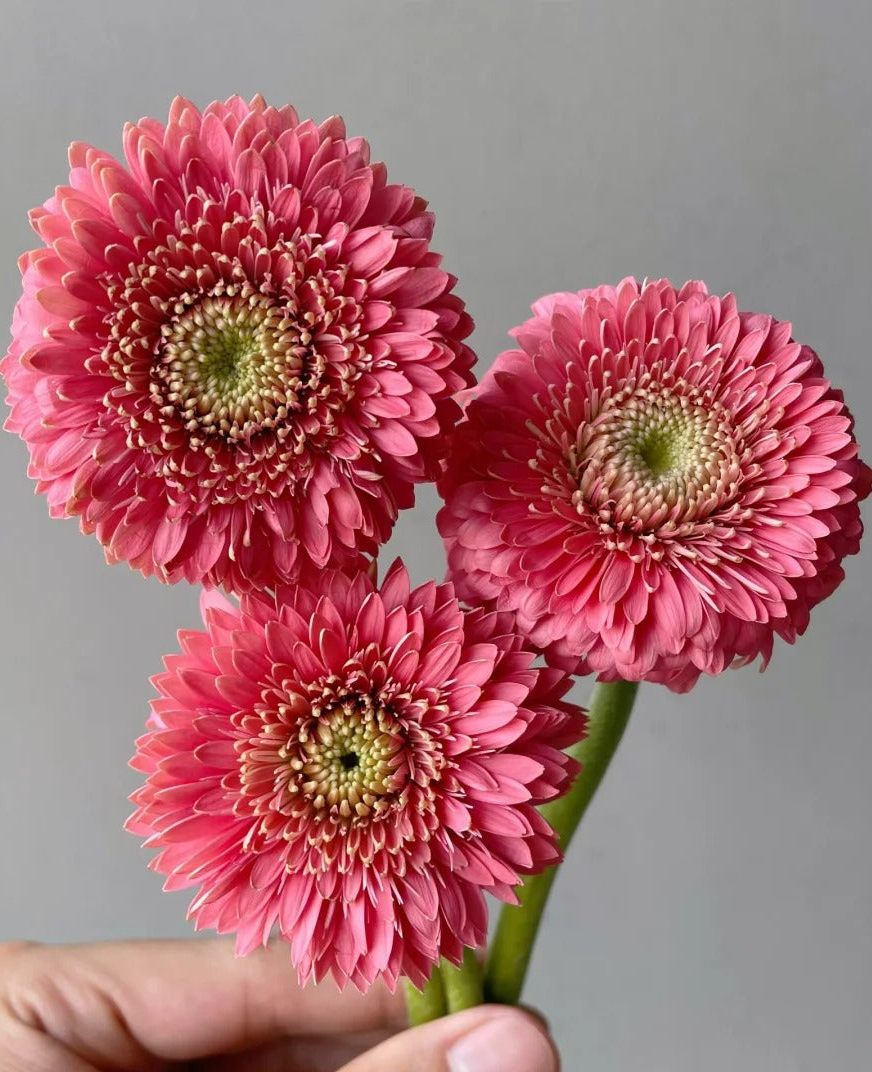 丘比特｜Gerbera | 10 Stalks [CN]