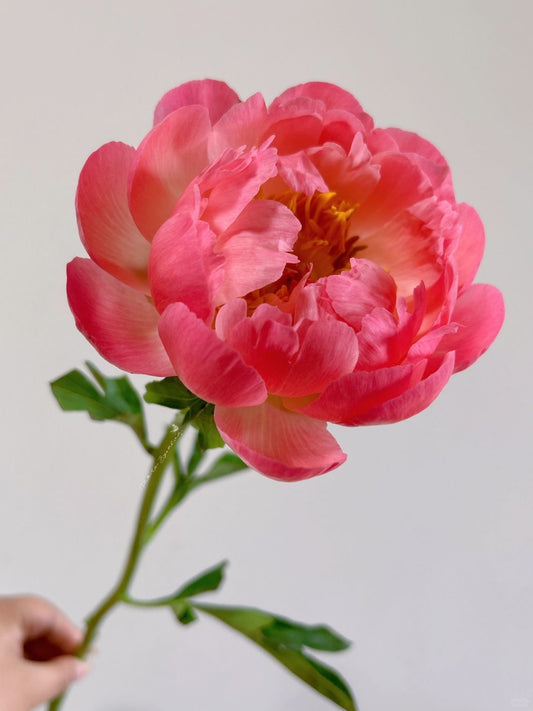 Peony Sunset ｜5 Stalks [CN]