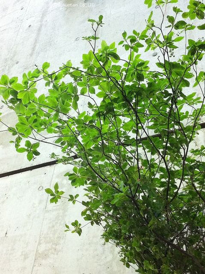 Enkianthus Perulatus 吊钟｜Japan