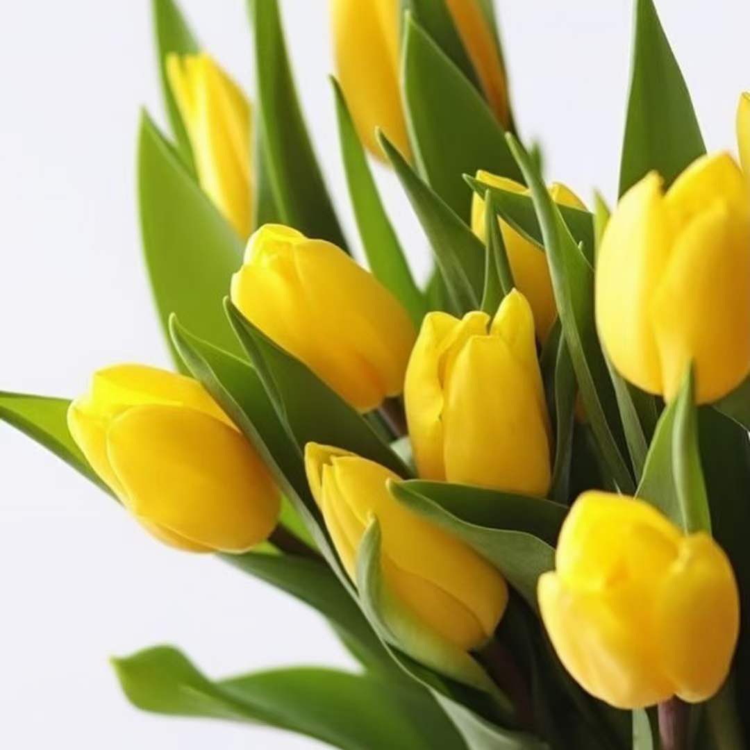 Tulip Single Yellow | 10 Stems  [Holland]