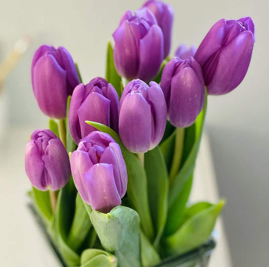 Tulip Single Purple | 10 stems [Holland]