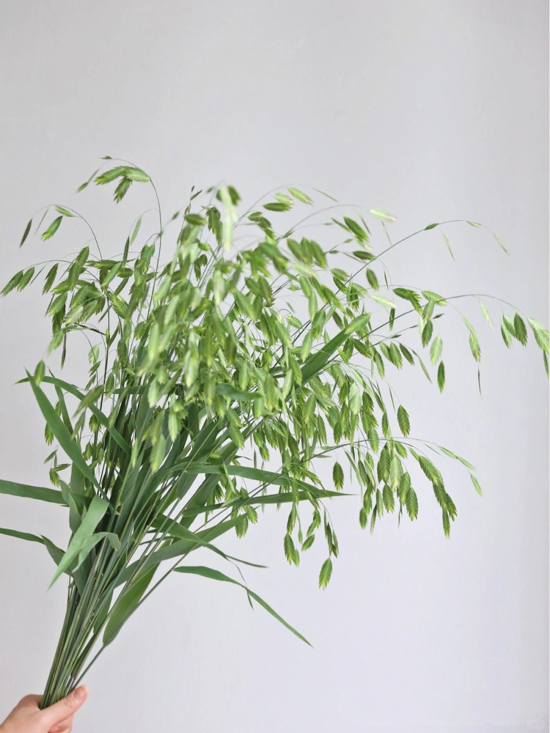 Chasmanthium 小盼草｜1 Bundle