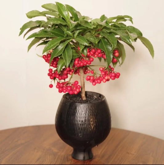 Ardisia crenata Plant 富贵籽