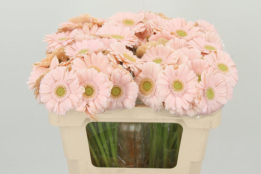 Alix-noor｜Gerbera | 10 Stalks [Holland]