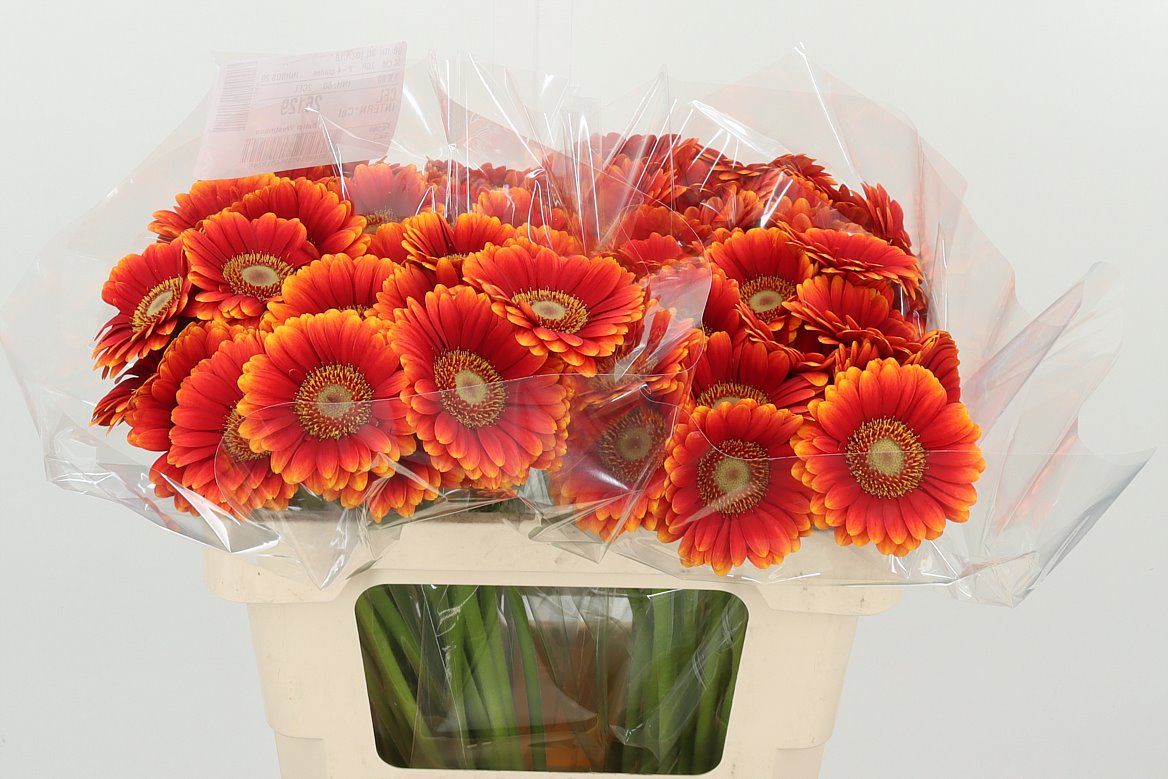 Juanita｜Gerbera | 10 Stalks [Holland]