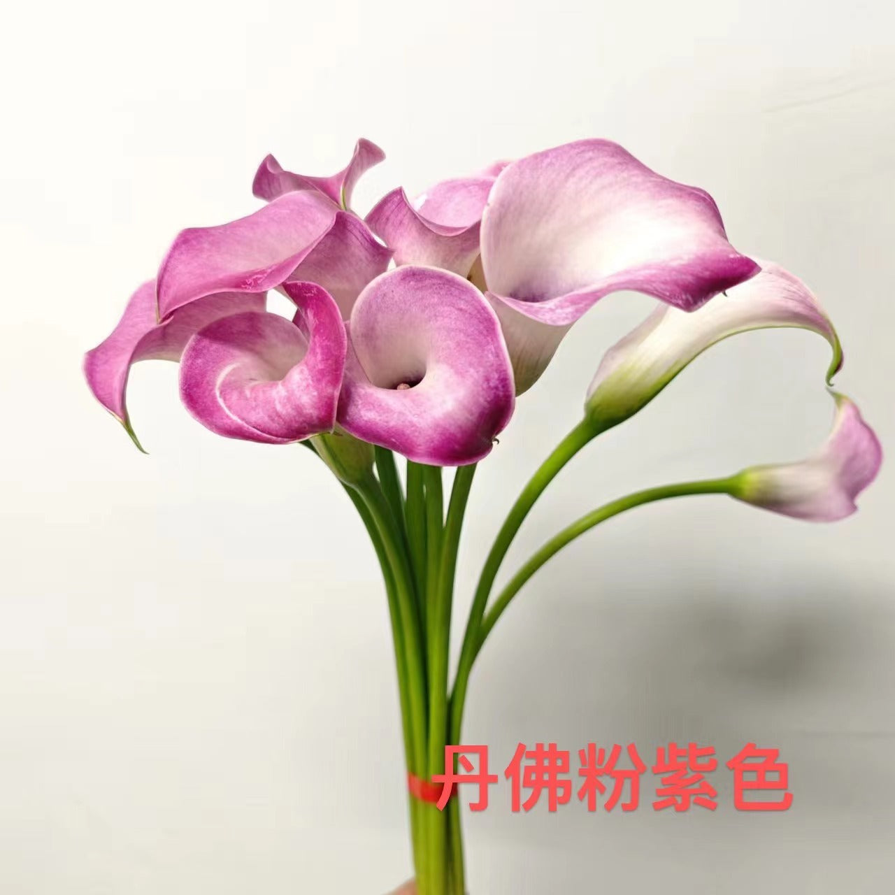 Calla Lily | 10 Stalks [CN]