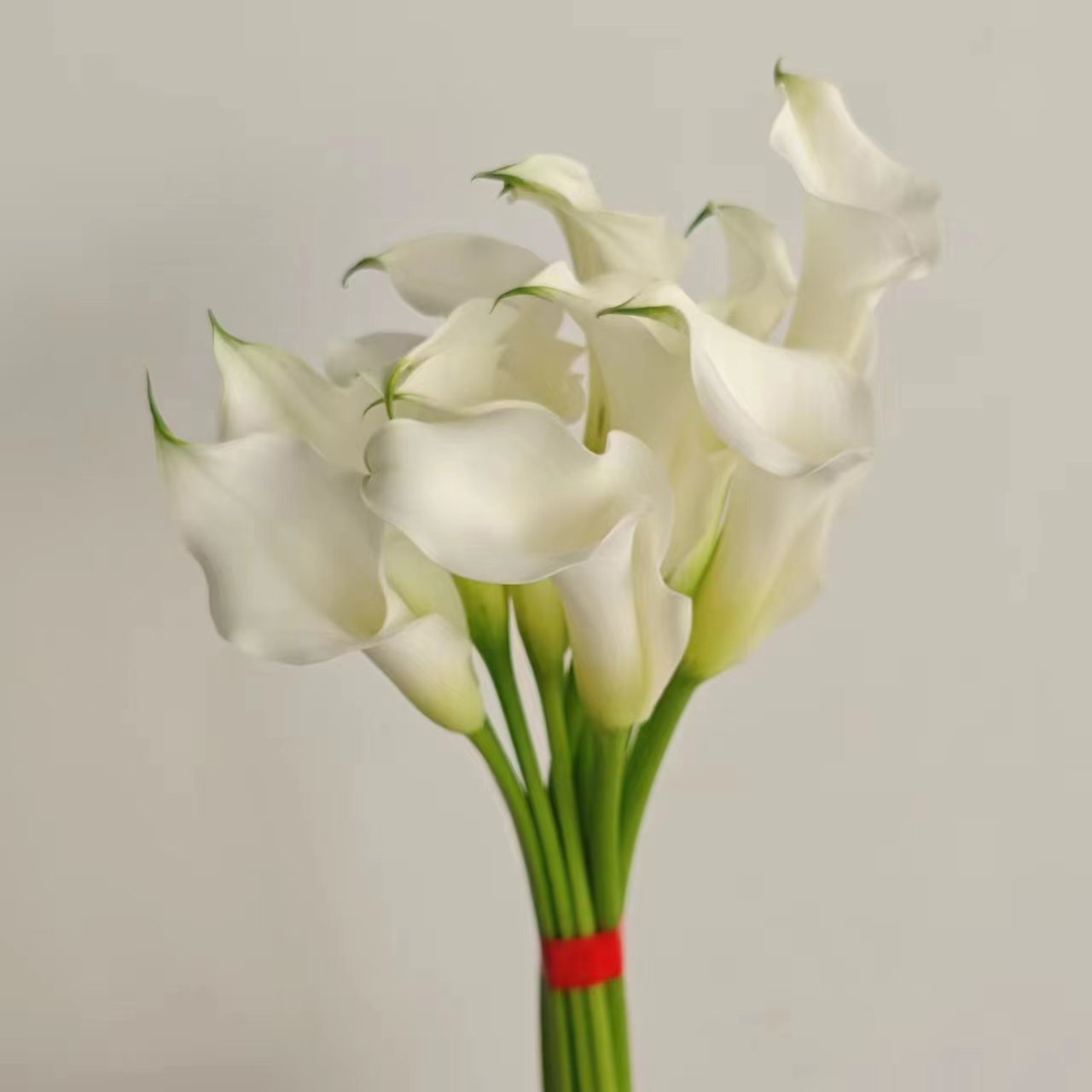 Calla Lily | 10 Stalks [CN]