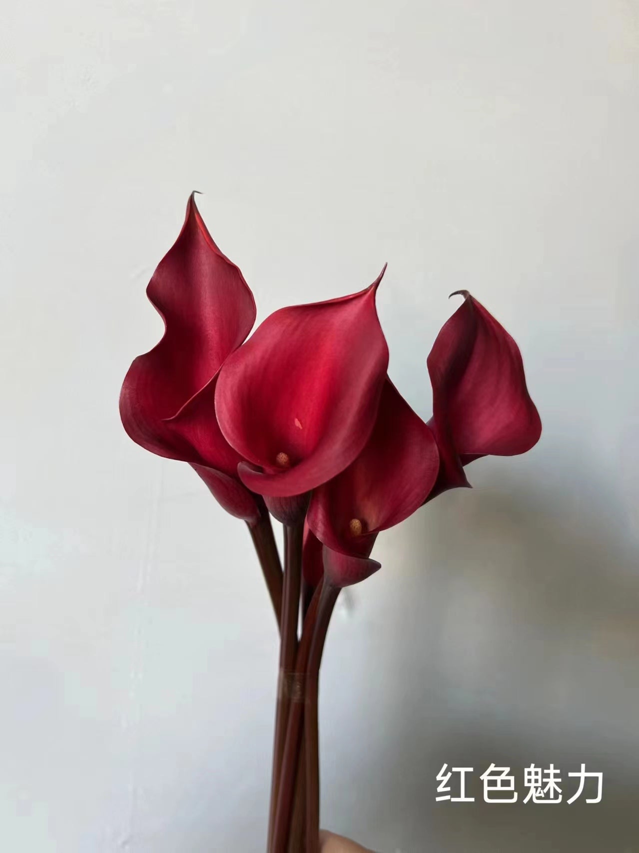 Calla Lily | 10 Stalks [CN]