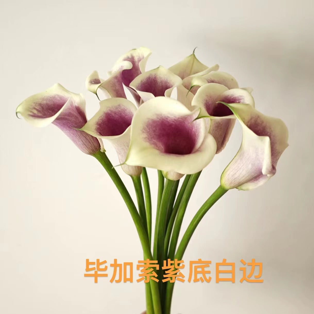 Calla Lily | 10 Stalks [CN]