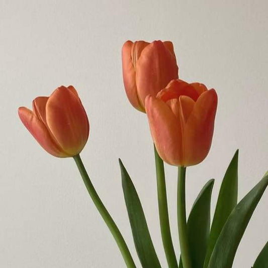 Tulip Single Orange | 10 stems [Holland]