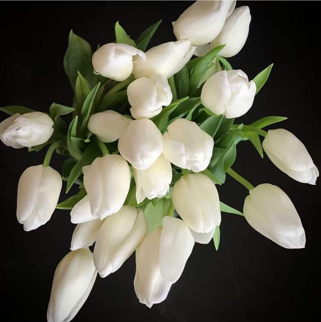 Tulip Single White | 10 stems [Holland]