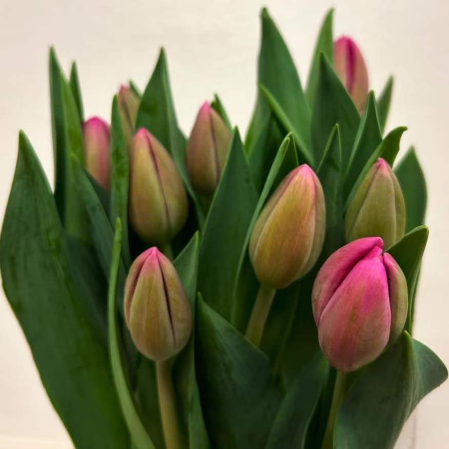 Tulip Single  Dark Pink | 10 stems [Holland]