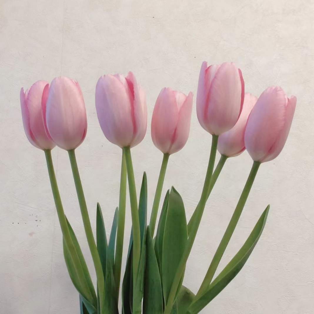 Tulip Single Pink | 10 stems [Holland]