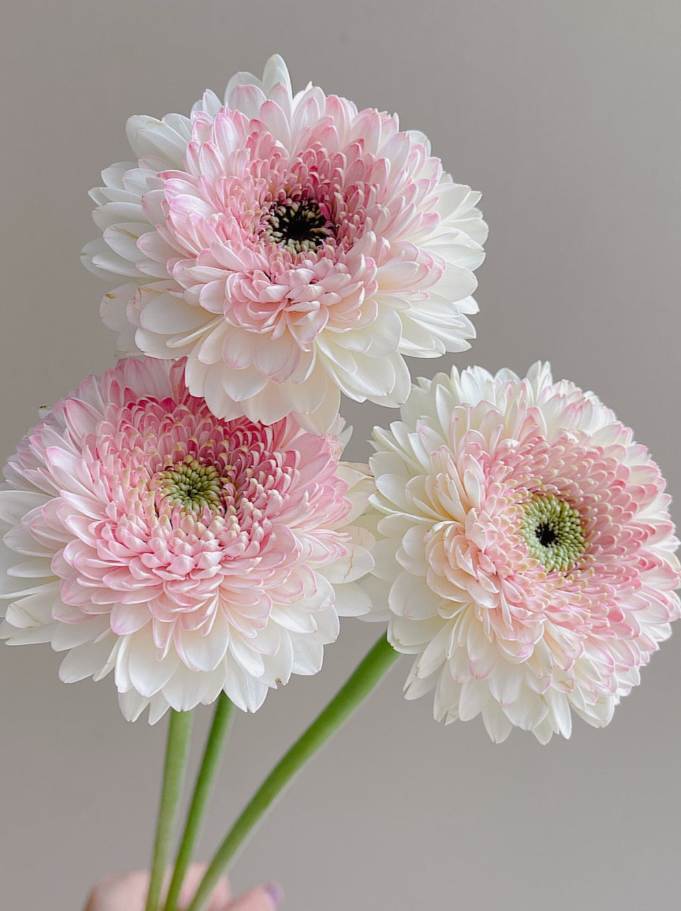 西雅图｜Gerbera | 10 Stalks [CN]