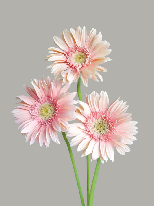 爱情海｜Gerbera | 10 Stalks [CN]