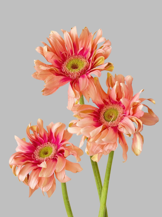 亚丁｜Gerbera | 5 Stalks [CN]