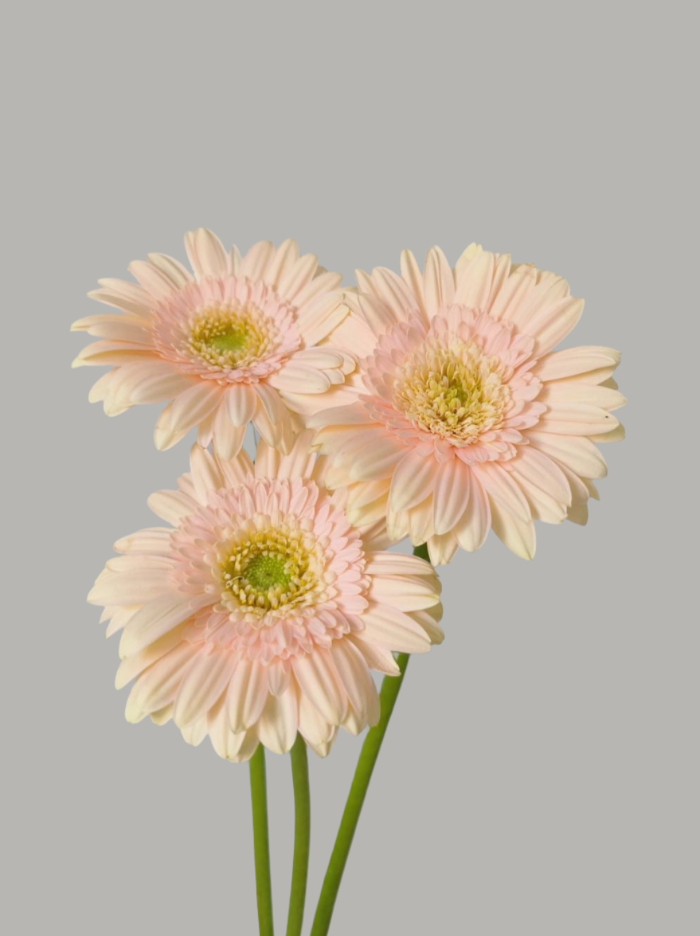 圣托里尼｜Gerbera | 10 Stalks [CN]